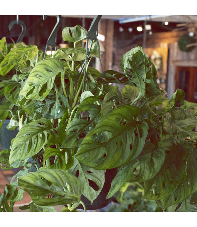 Philodendron Swiss Cheese suspendu 8 po