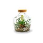 Vase eco bouchon liège terrarium 9 po