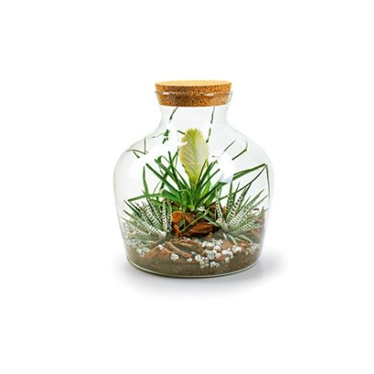 Vase eco bouchon liège terrarium 9 po - Signé Garneau