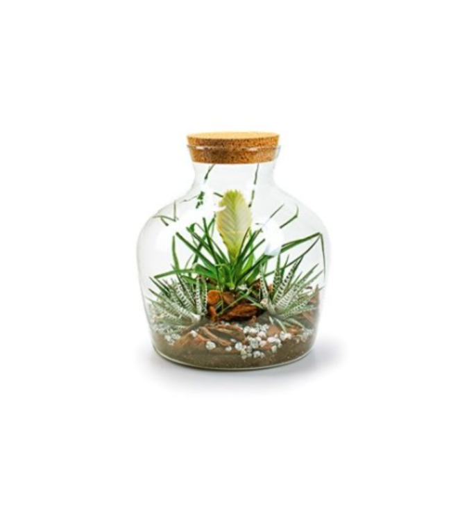 Vase eco bouchon liège terrarium 9 po