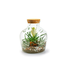 Vase eco bouchon liège terrarium 9 po