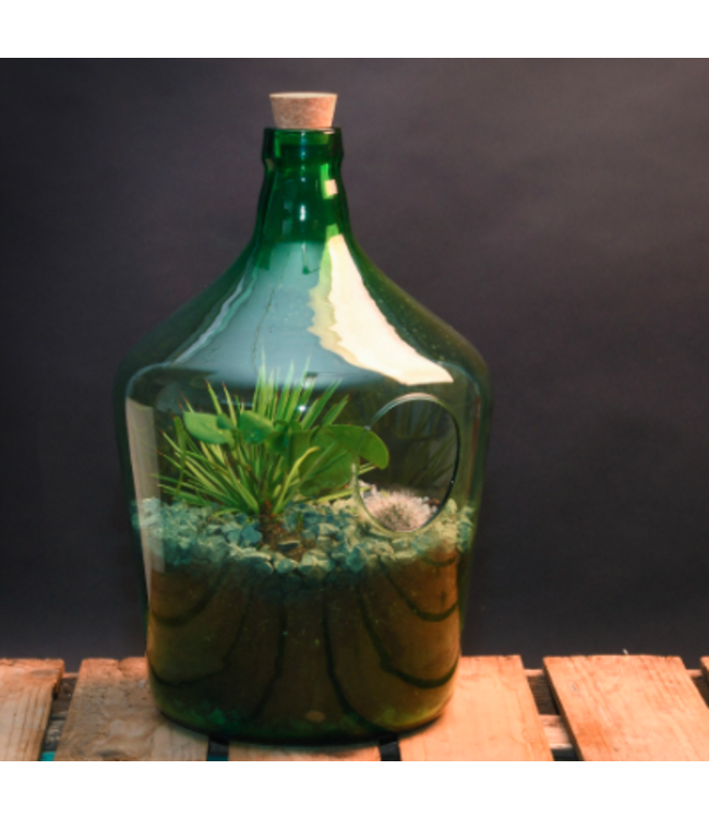 Terrarium bouteille avec ouverture à l'avant