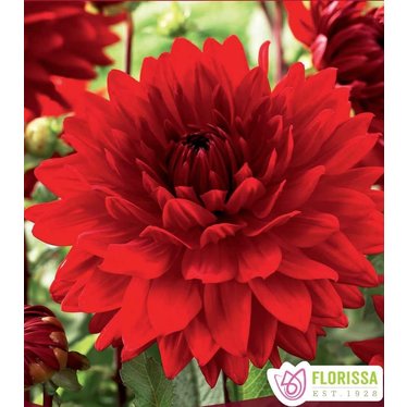 Dahlia Babylon red unite