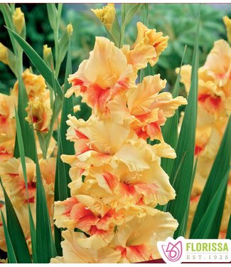 Glaïeul Jester 8 unités