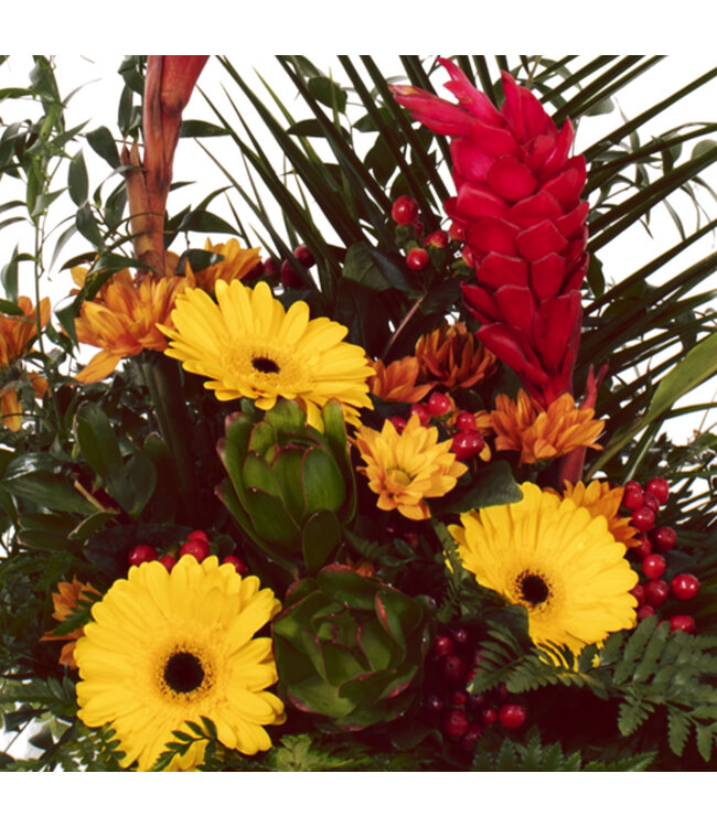 Le coucher de soleil - ARF-006