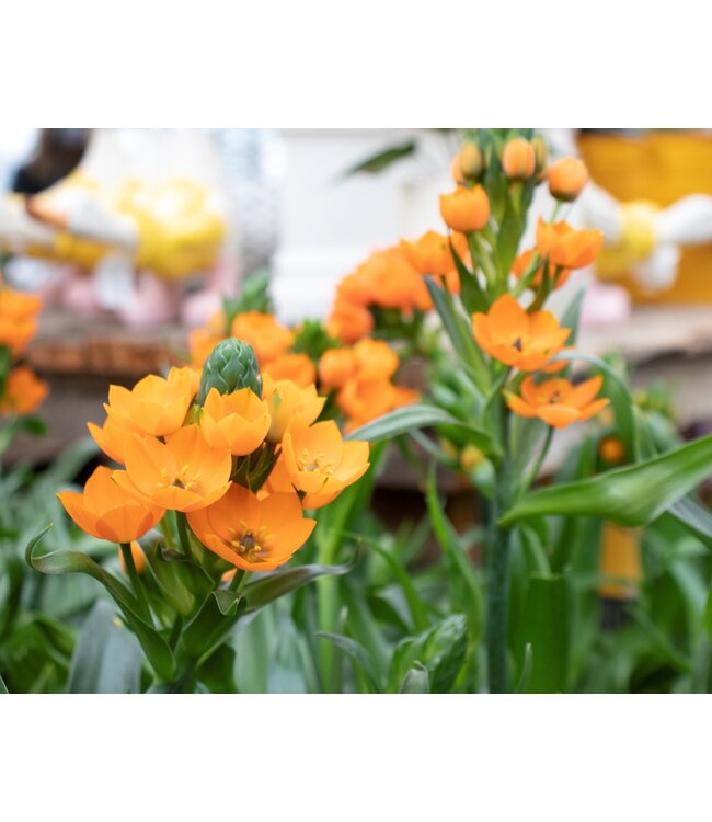 Ornithogalum 6 po