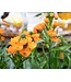Ornithogalum 6 po
