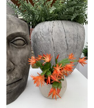 Cactus printemps 4,5 po