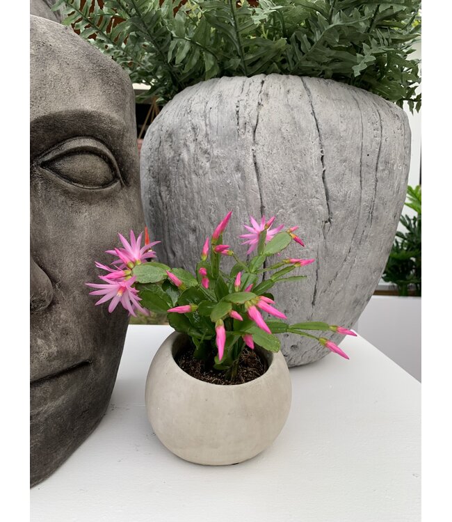 Cactus printemps 4,5 po