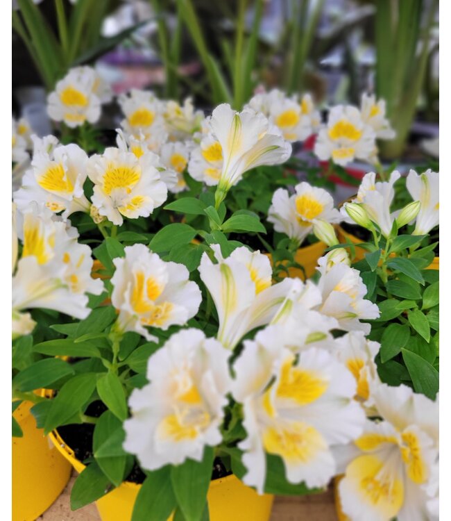 Alstroemeria  8 po | Éclat floral pour intérieur et jardin