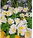 Alstroemeria  8 po | Éclat floral pour intérieur et jardin