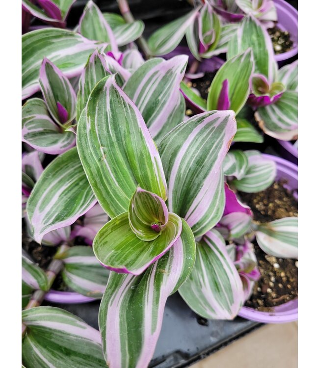 Tradescantia Nanouk 5 po