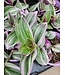 Tradescantia Nanouk 5 po