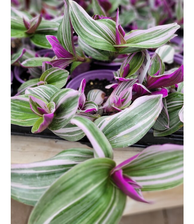 Tradescantia Nanouk 5 po