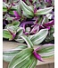 Tradescantia Nanouk 5 po
