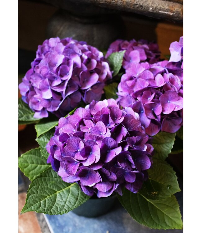 Hydrangea bleu 6,5 po