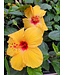 Hibiscus jaune 6 po