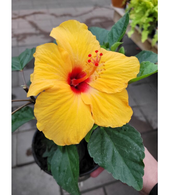 Hibiscus jaune 6 po