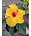 Hibiscus jaune 6 po