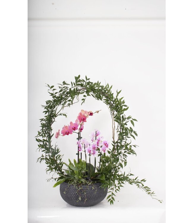 Orchidée à l'infini - JP-009