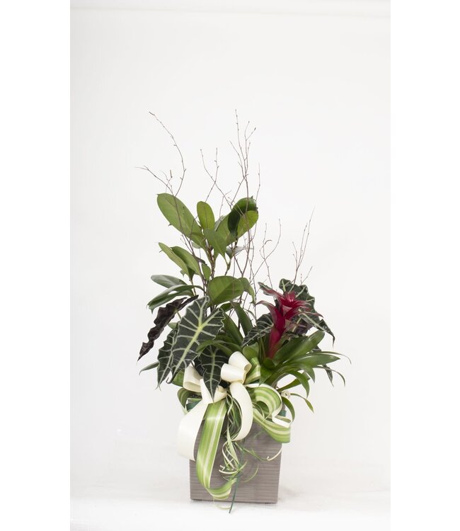 Le Guzmania - JP-008