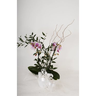 L'Orchidée et sa verdure - JP-007
