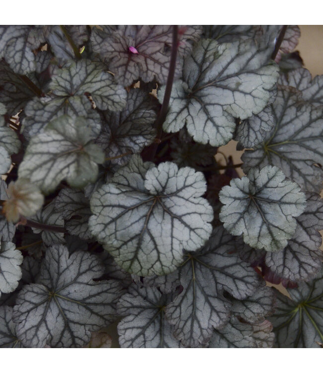 Heuchère Timeless Treasure | Feuillage coloré pour la jardin ou les pots