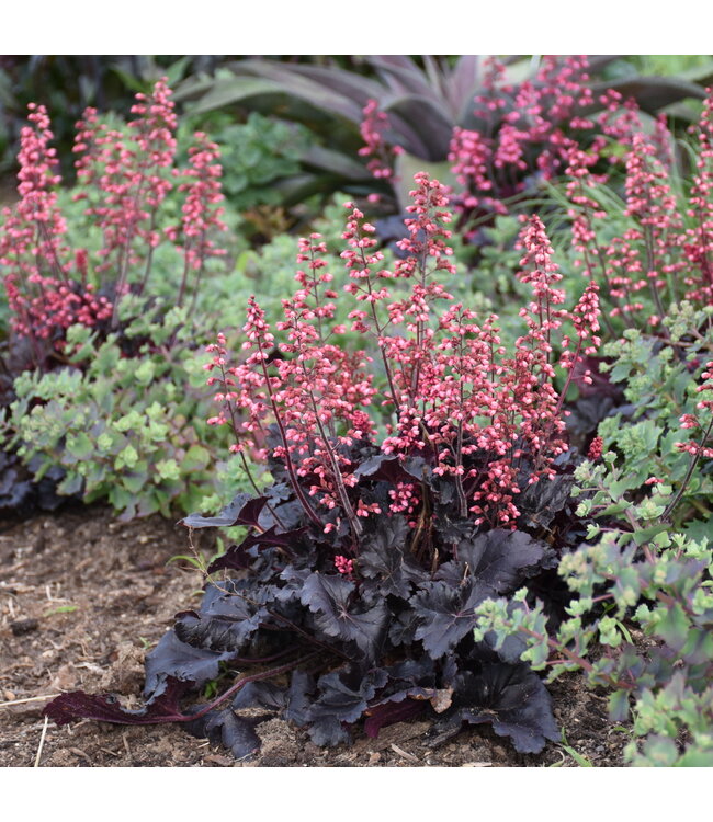 Heuchera Timeless Night |  Vivace au feuillage noir et floraison rose éclatant