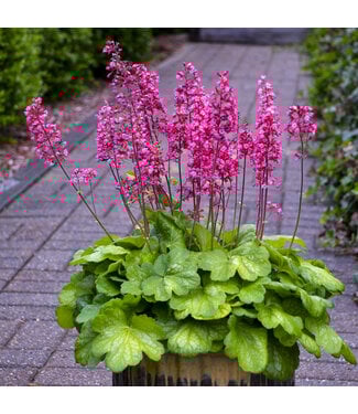 Heuchera Timeless Glow