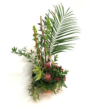 Protea magique - ARF-035