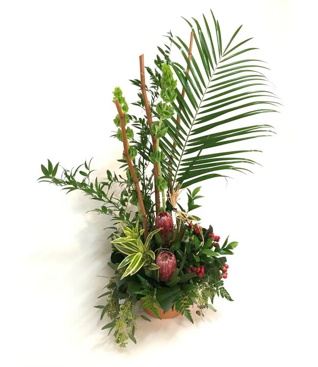 Protea magique - ARF-035