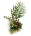 Protea magique - ARF-035