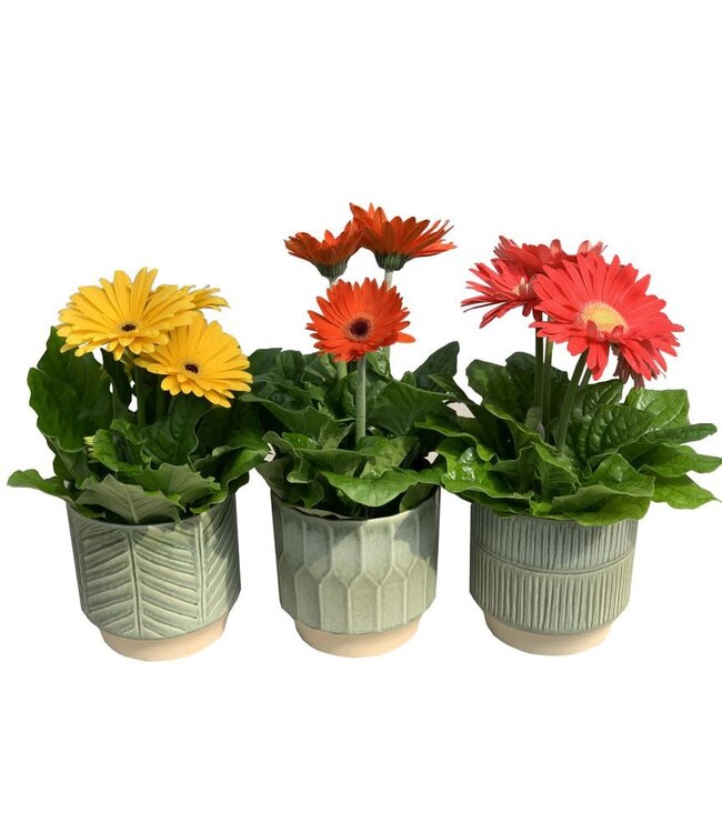 Terrarium cylindrique avec bouchon de liège