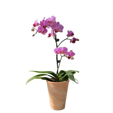 Signé Garneau Orchidee Phalaenopsis  3,5 po