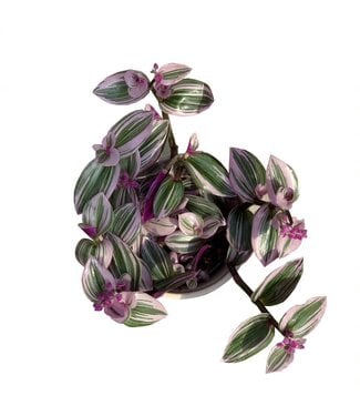 Tradescantia Nanouk 5 po