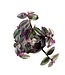 Tradescantia Nanouk 5 po