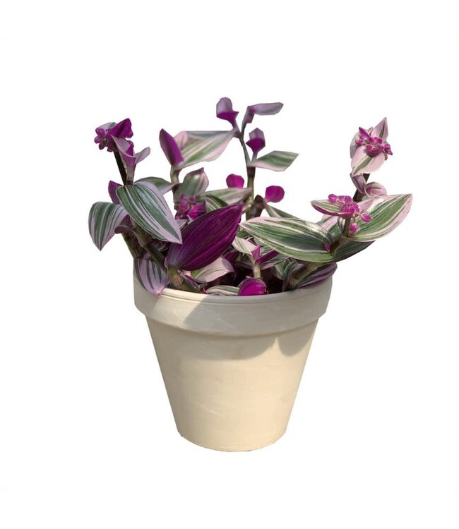 Tradescantia Nanouk 5 po