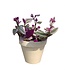 Tradescantia Nanouk 5 po