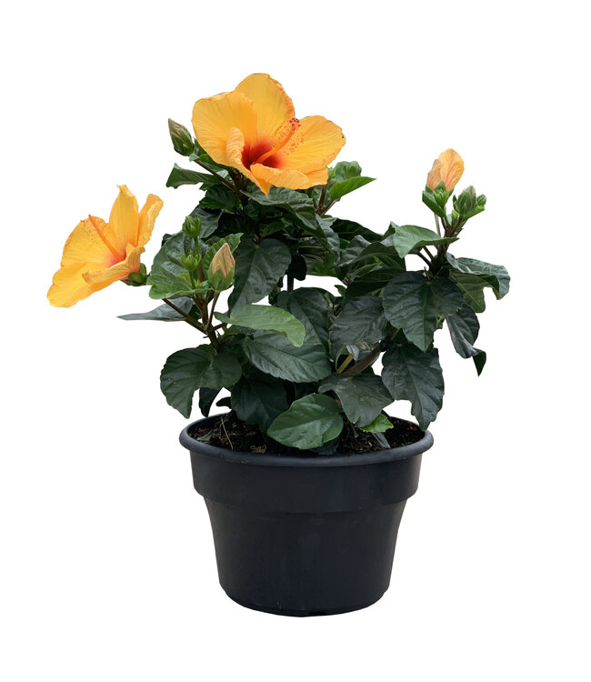 Hibiscus jaune 8 po