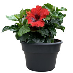 hibiscus rouge 8 po