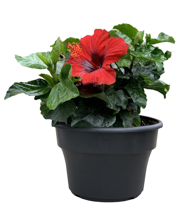 Hibiscus rouge 8 po | Éclat exotique pour intérieur et extérieur