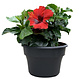 hibiscus rouge 8 po