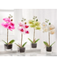 Orchidée artificielle