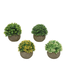 Petit arbuste en pot