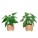 Philodendron artificiel avec cache-pot