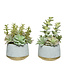 plante grasse pot beton bord dore
