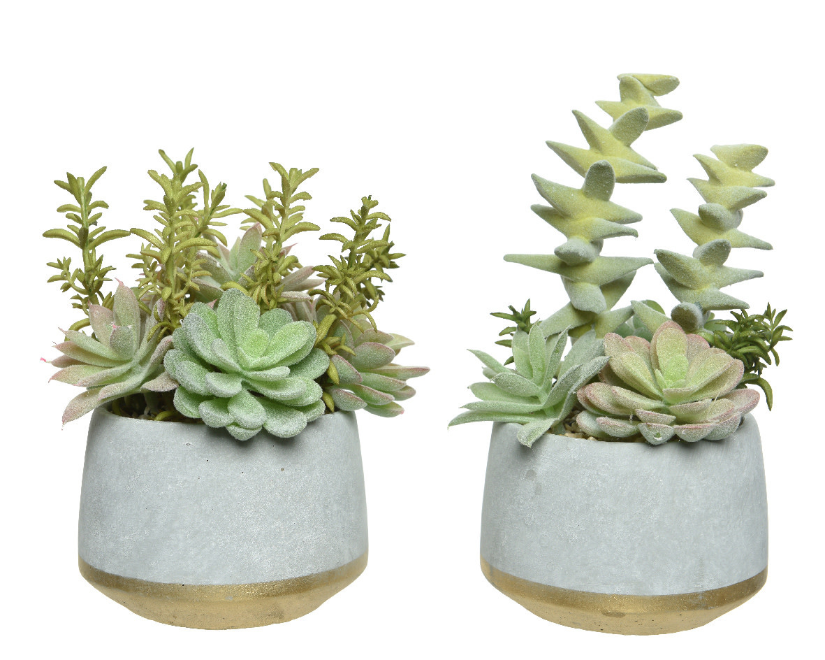 Petit vase demi-lune pour plantes succulentes – l'empreinte coopérative