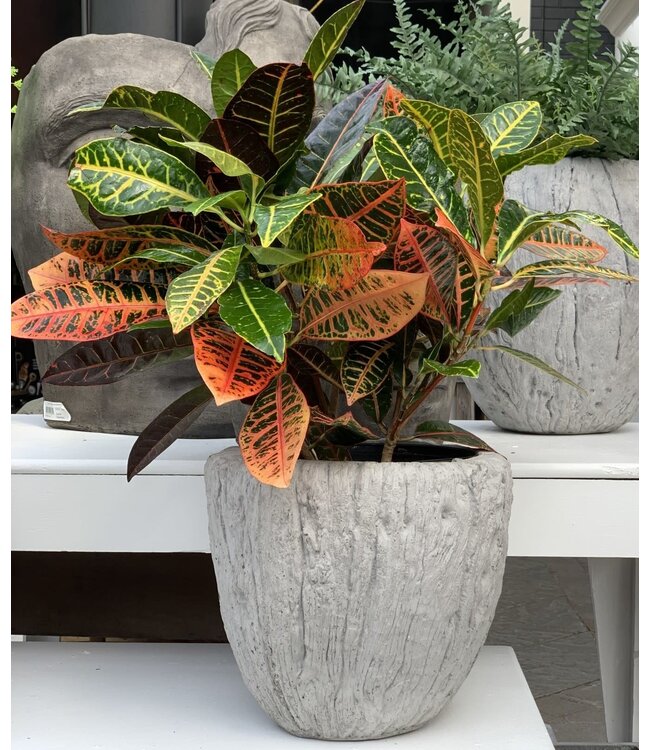 Croton Petra