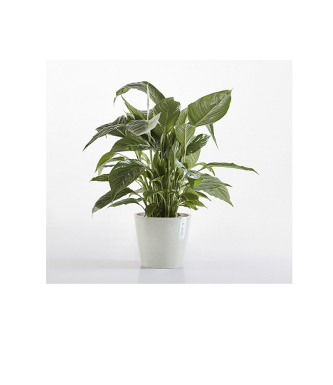 Ecopots Pot Amsterdam