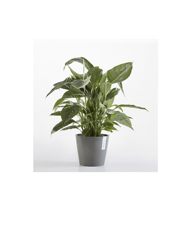 Ecopots Pot Amsterdam